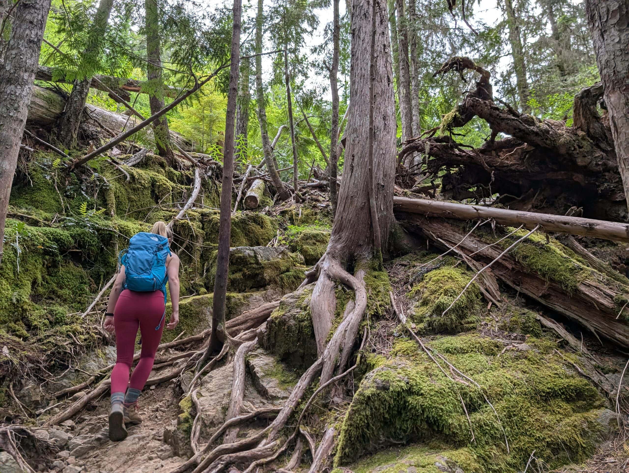 Roots and trees on the trail up Mt Benson Nanaimo BC