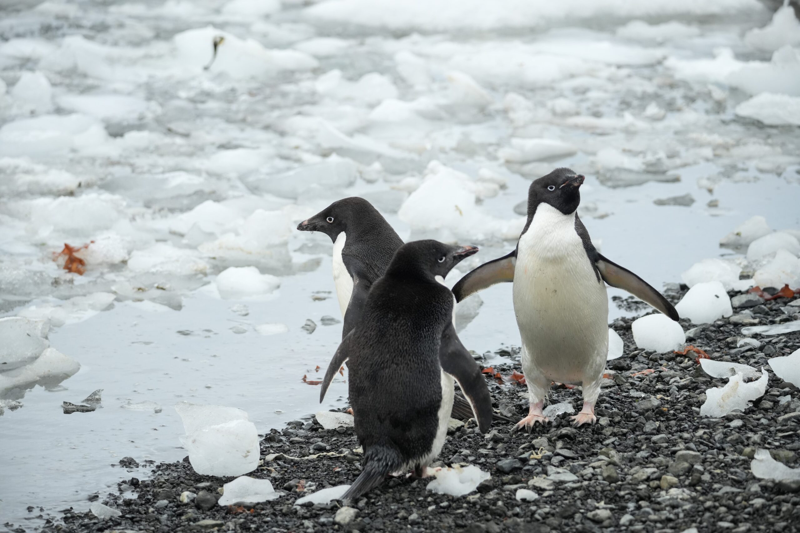 Adele Penguins Antarctica the 7th continent