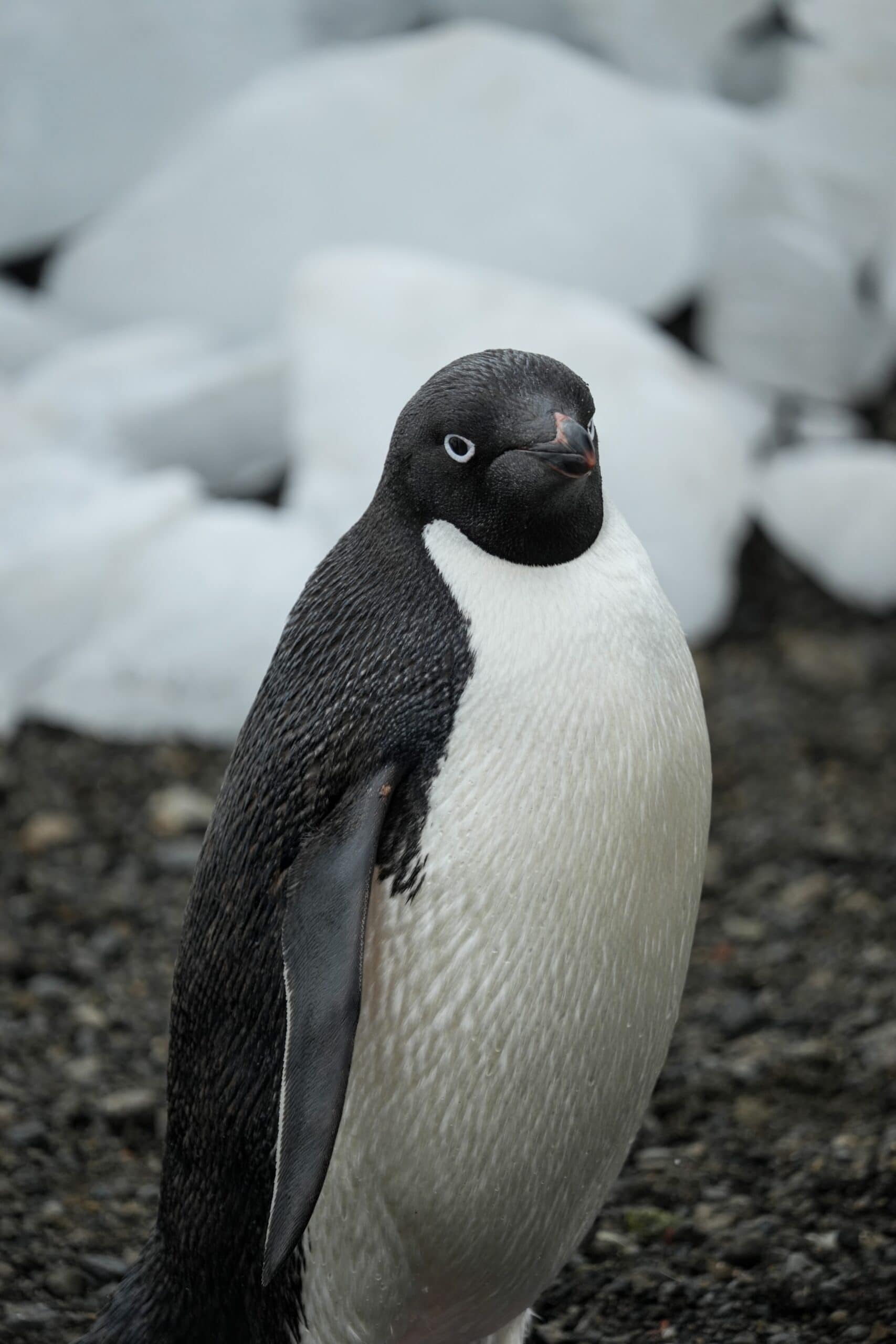 Adele Penguin up close Antarctica the 7th continent