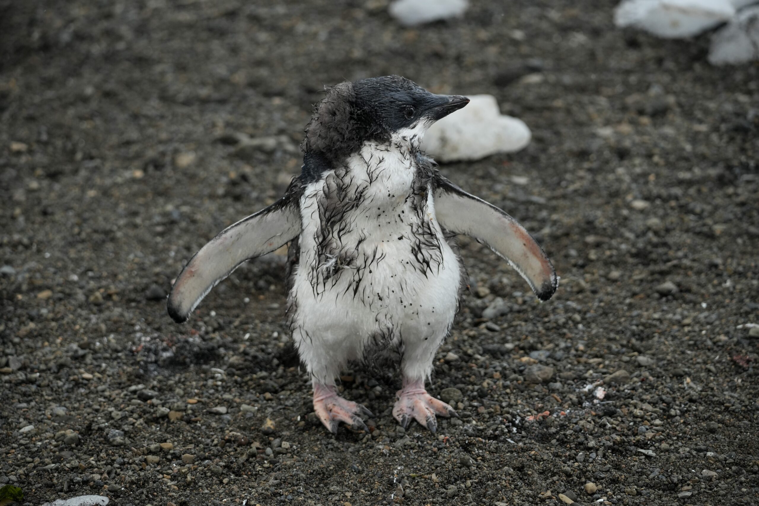 My Favourite Penguin Antarctica the 7th continent