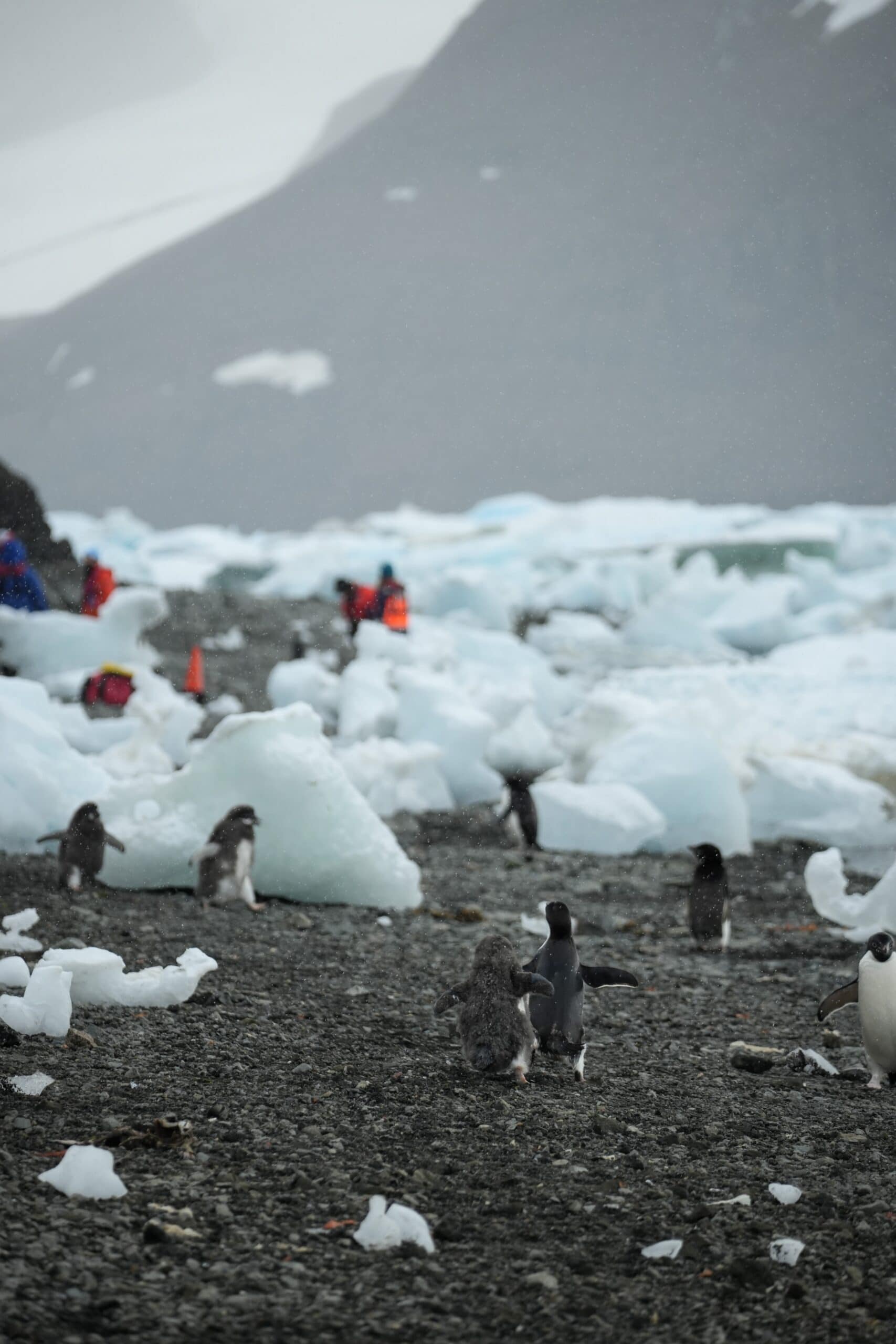 Penguins and ice shore landing Antarctica the 7th continent