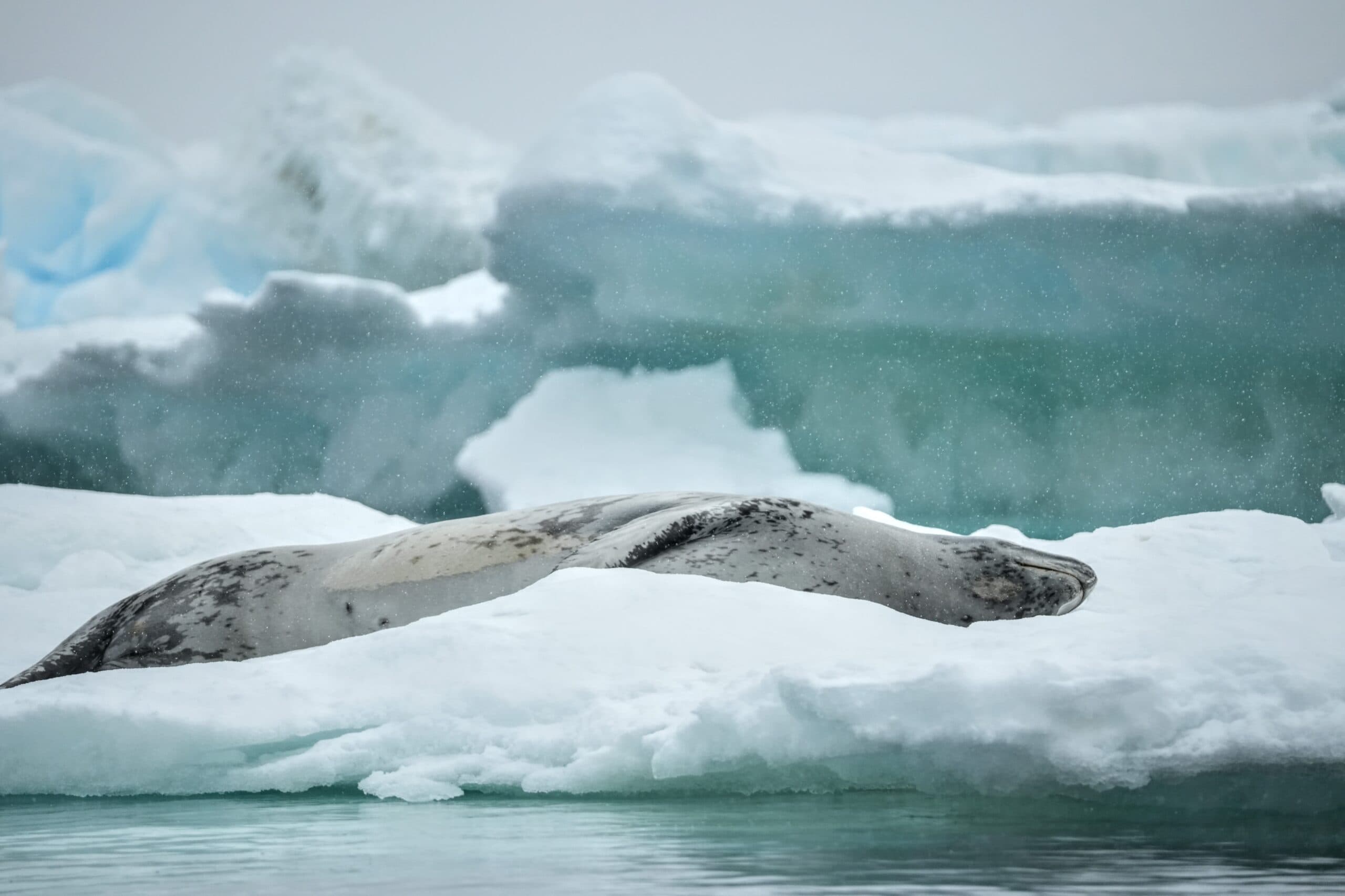 Leopard seal Antarctica the 7th continent