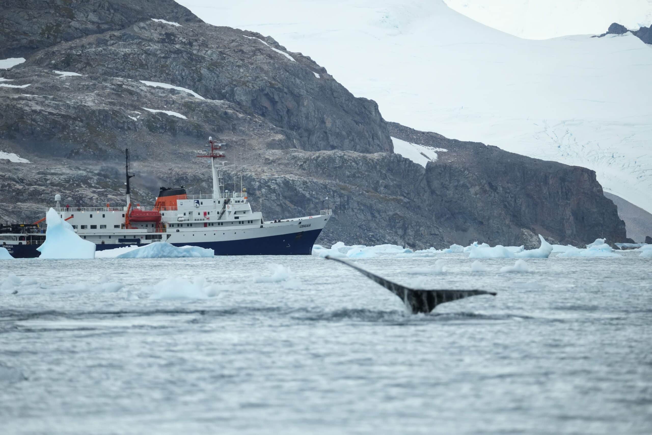 whales and the MV Ushuaia Antarctica the 7th continent