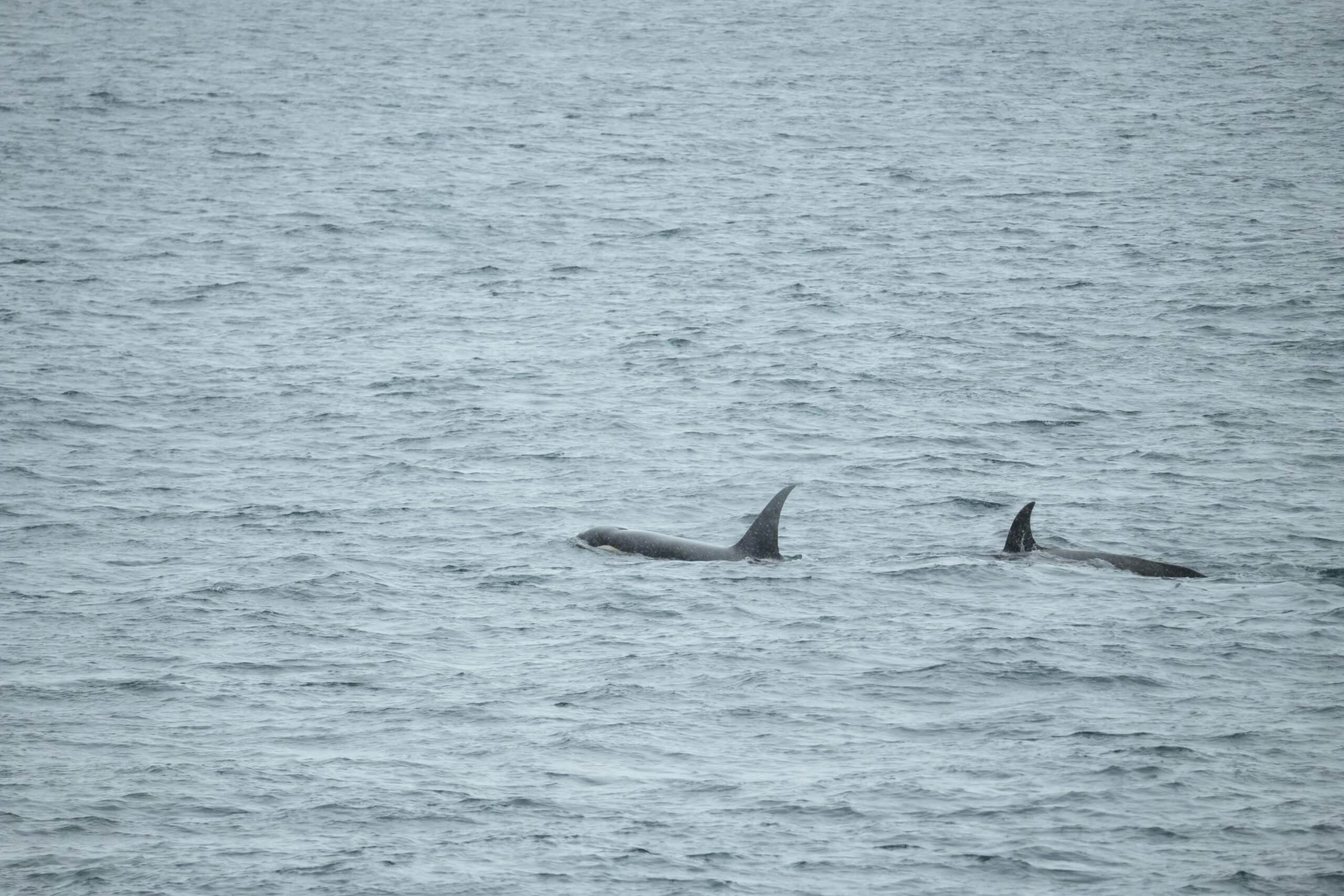 Orcas in Antarctica the 7th continent