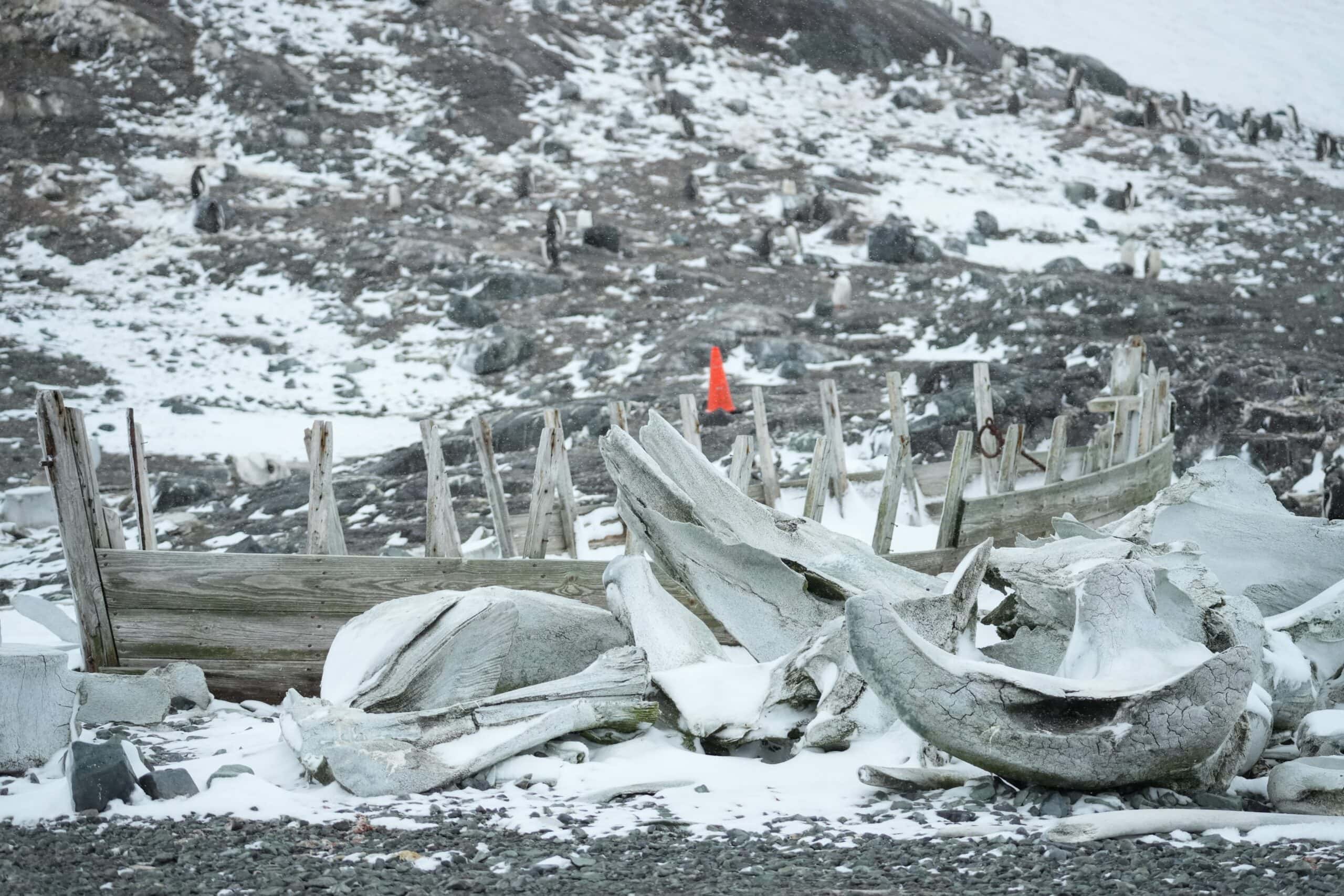 Whaling boat Antarctica the 7th continent