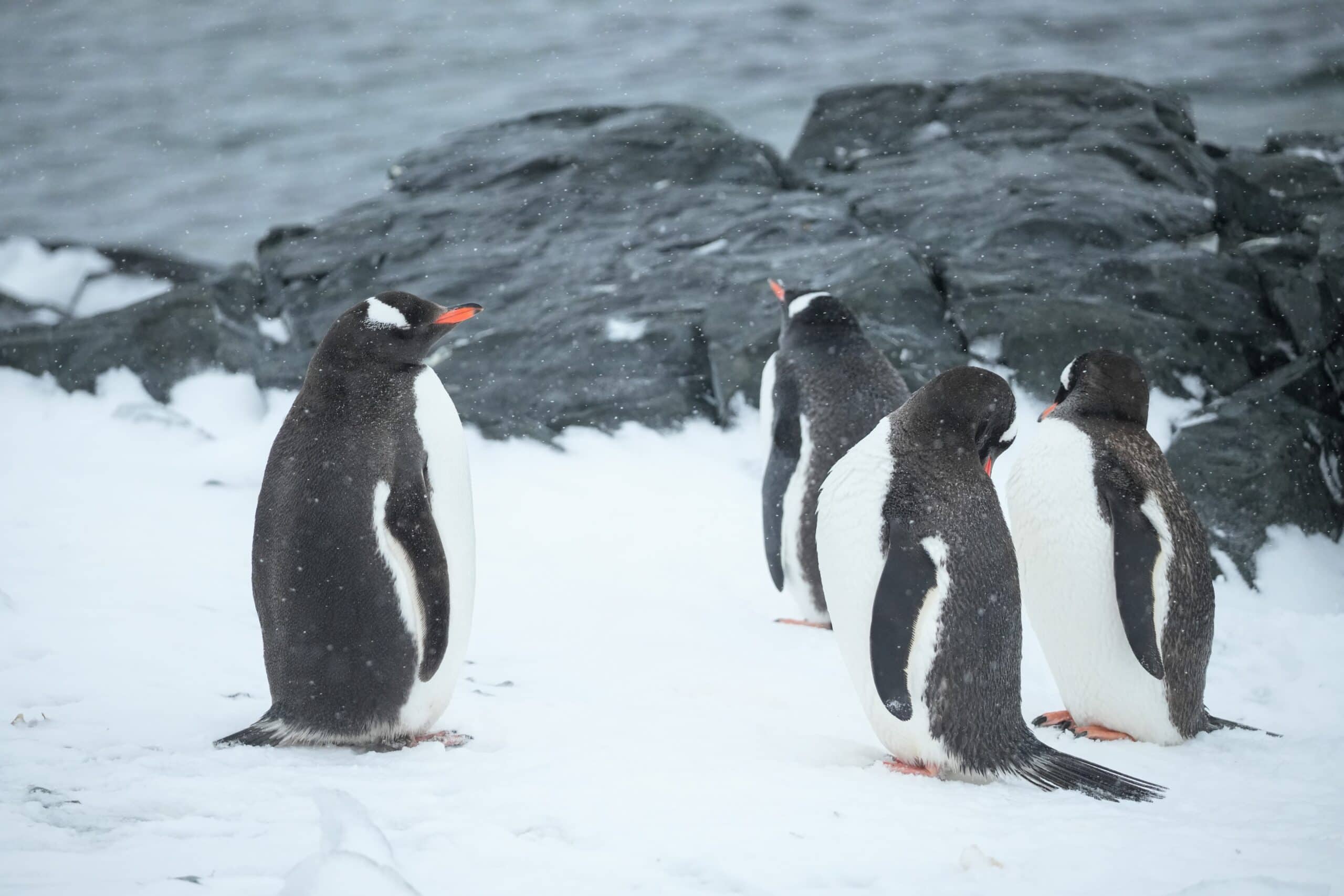 Gentoo Penguins Antarctica the 7th continent