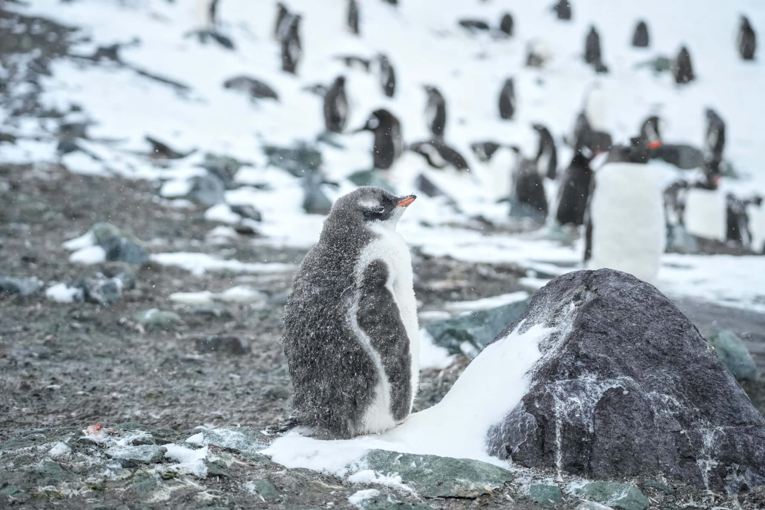 Chubby Penguin Antarctica the 7th continent