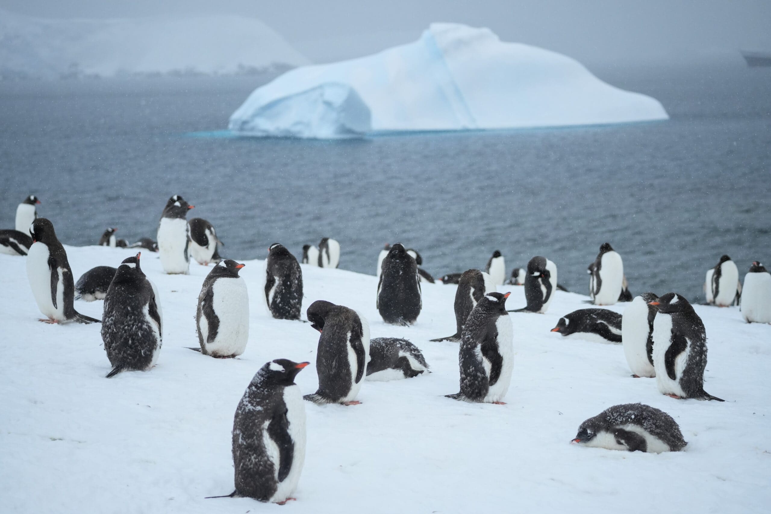 penguins and ice Antarctica the 7th continent