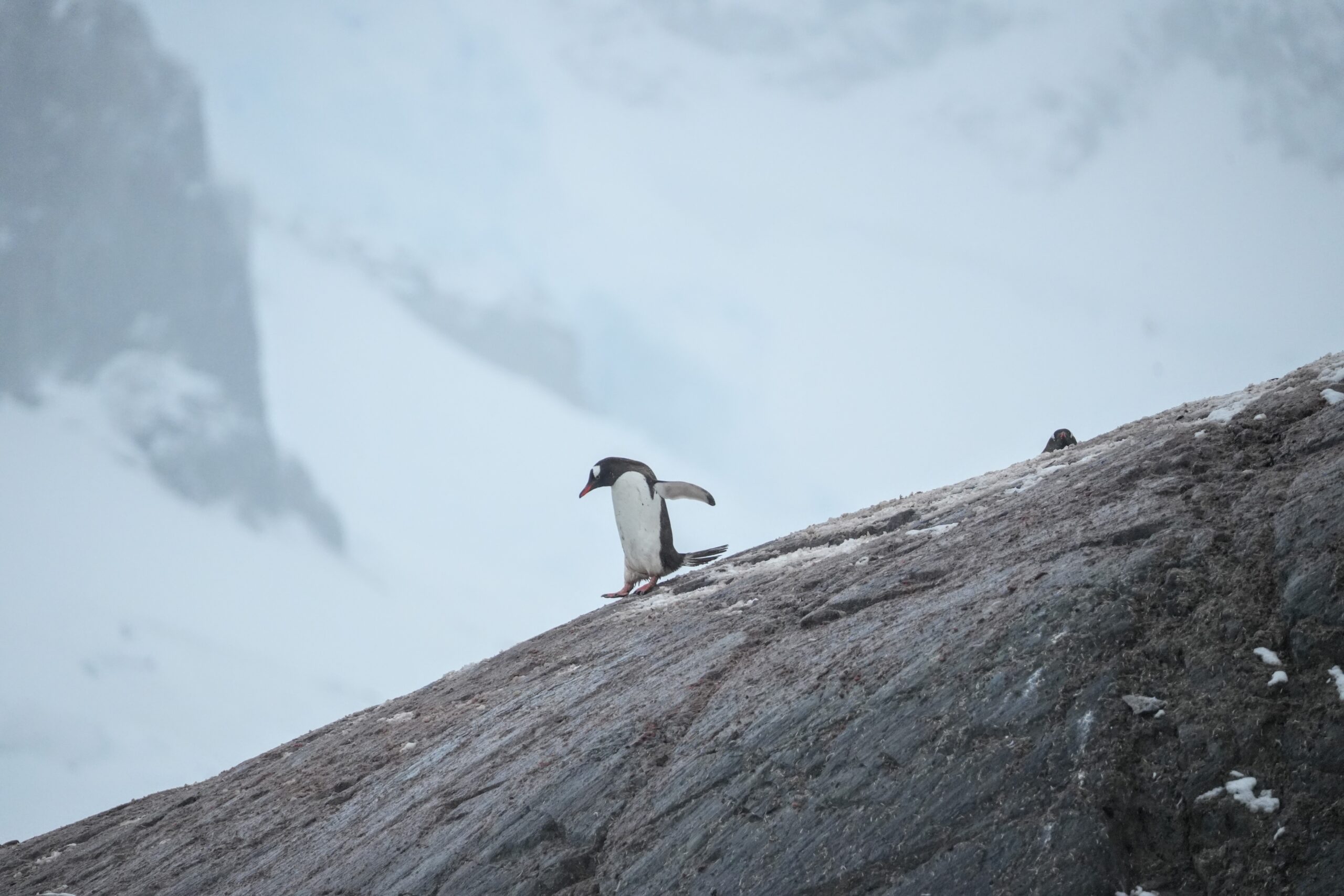 Photogenic Penguin Antarctica the 7th continent