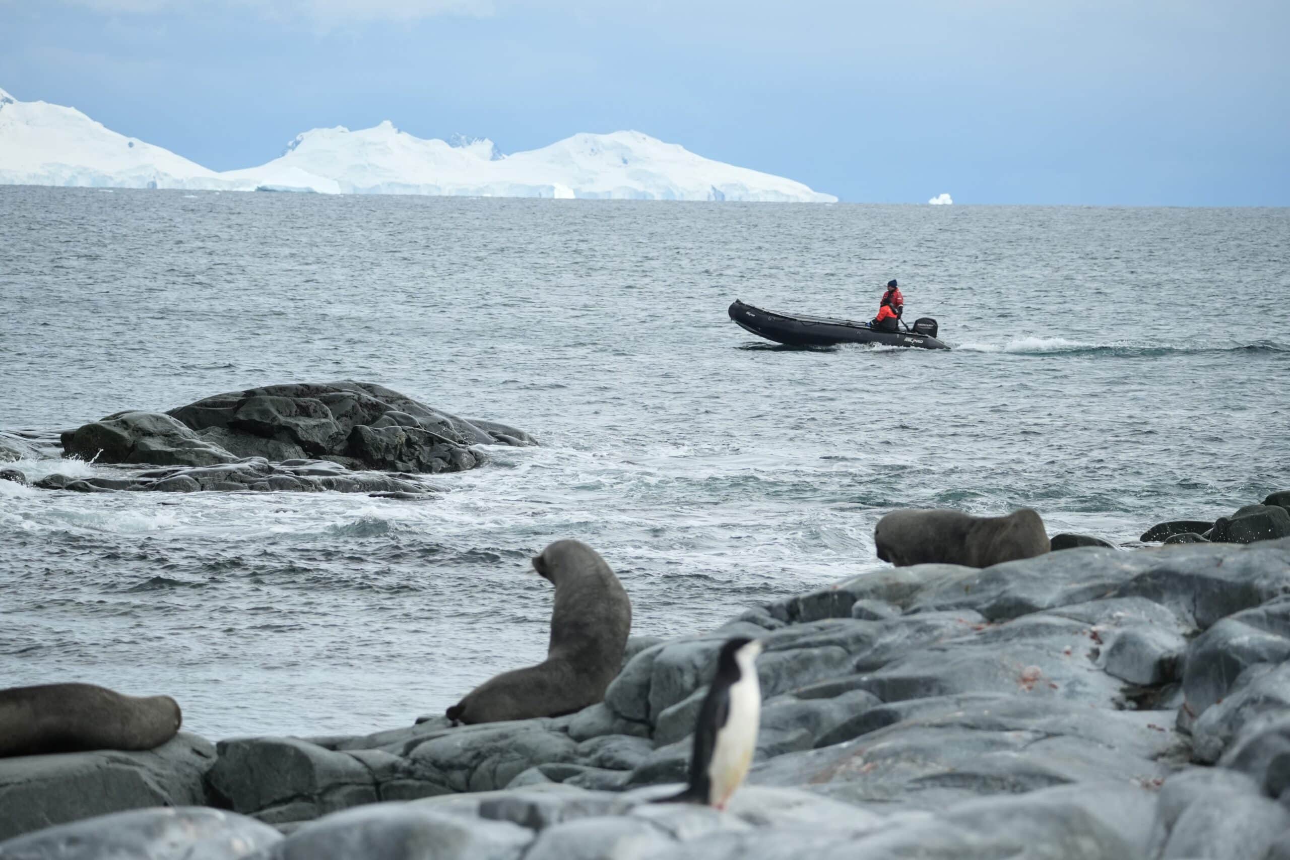 Zodiac, seals, ice and a penguin Antarctica the 7th continent