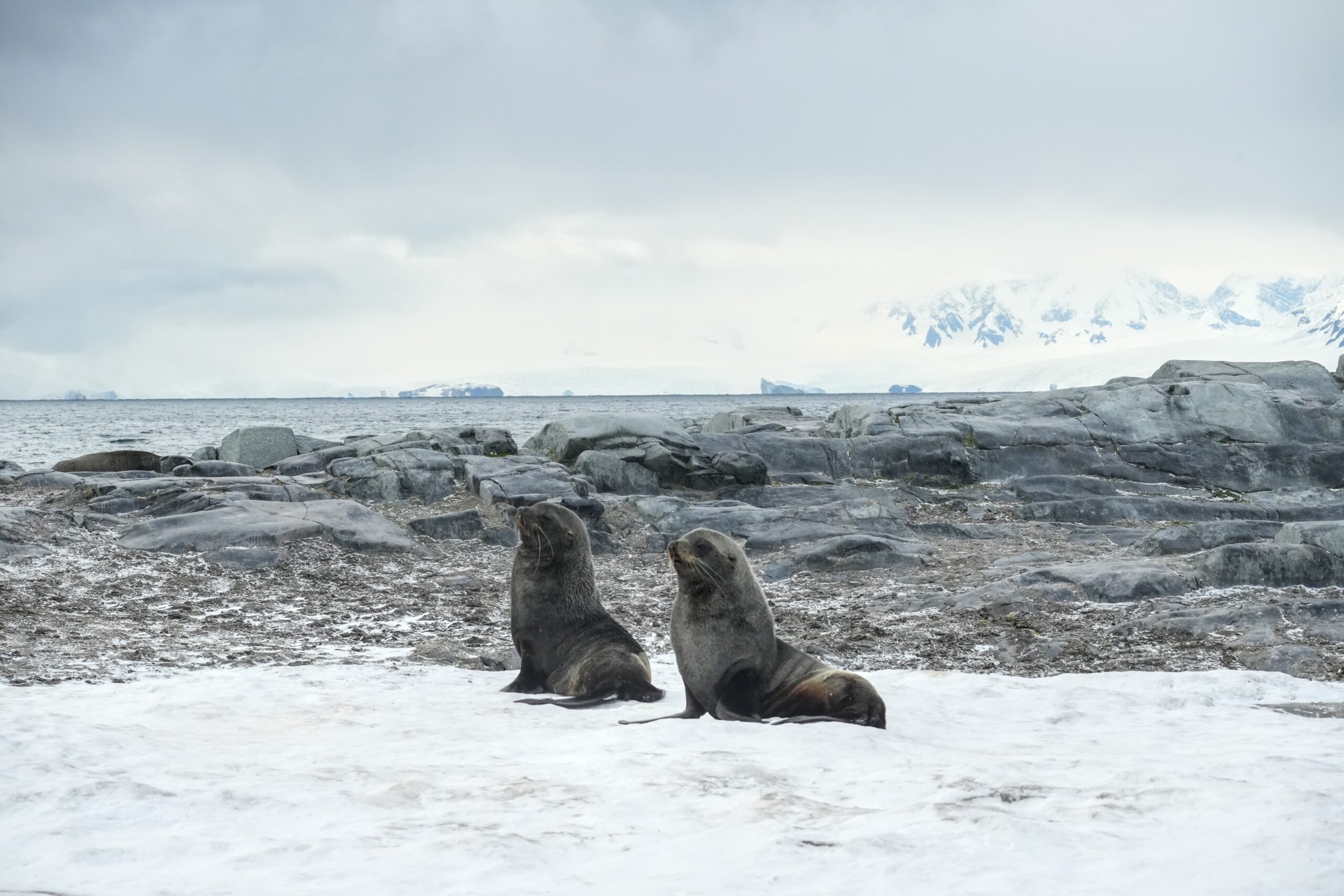 Fur Seals in Antartica