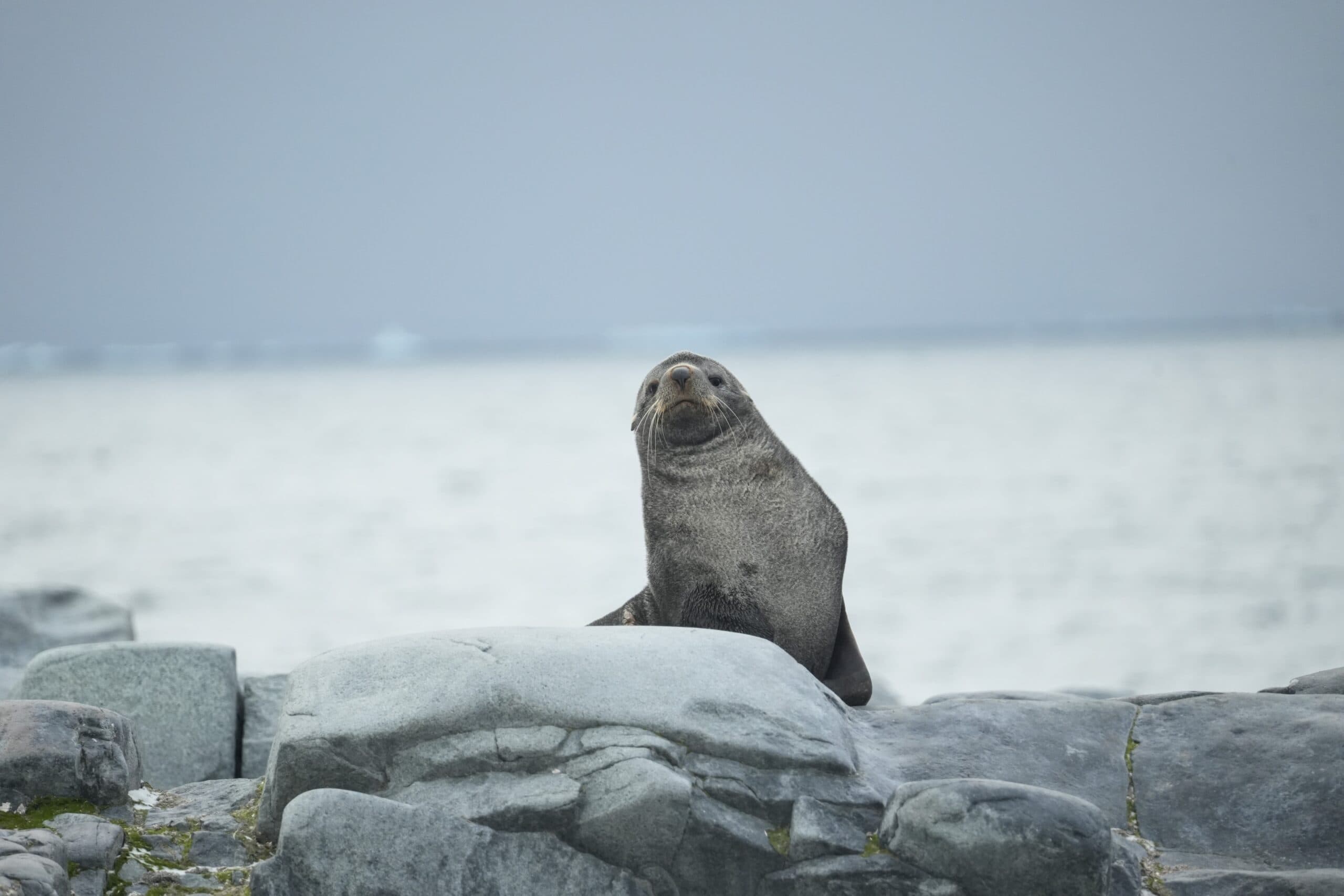 seals on Hydrugah rocks