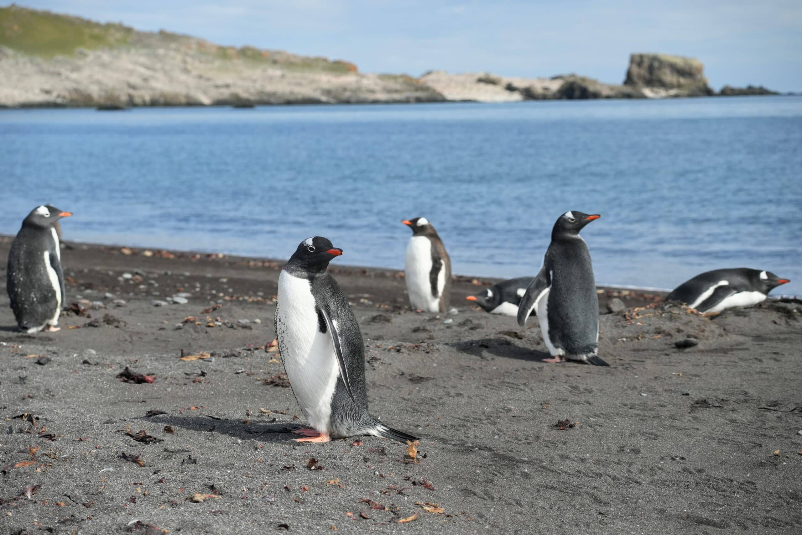 gentoo penguins on the beach Antarctica the 7th continent