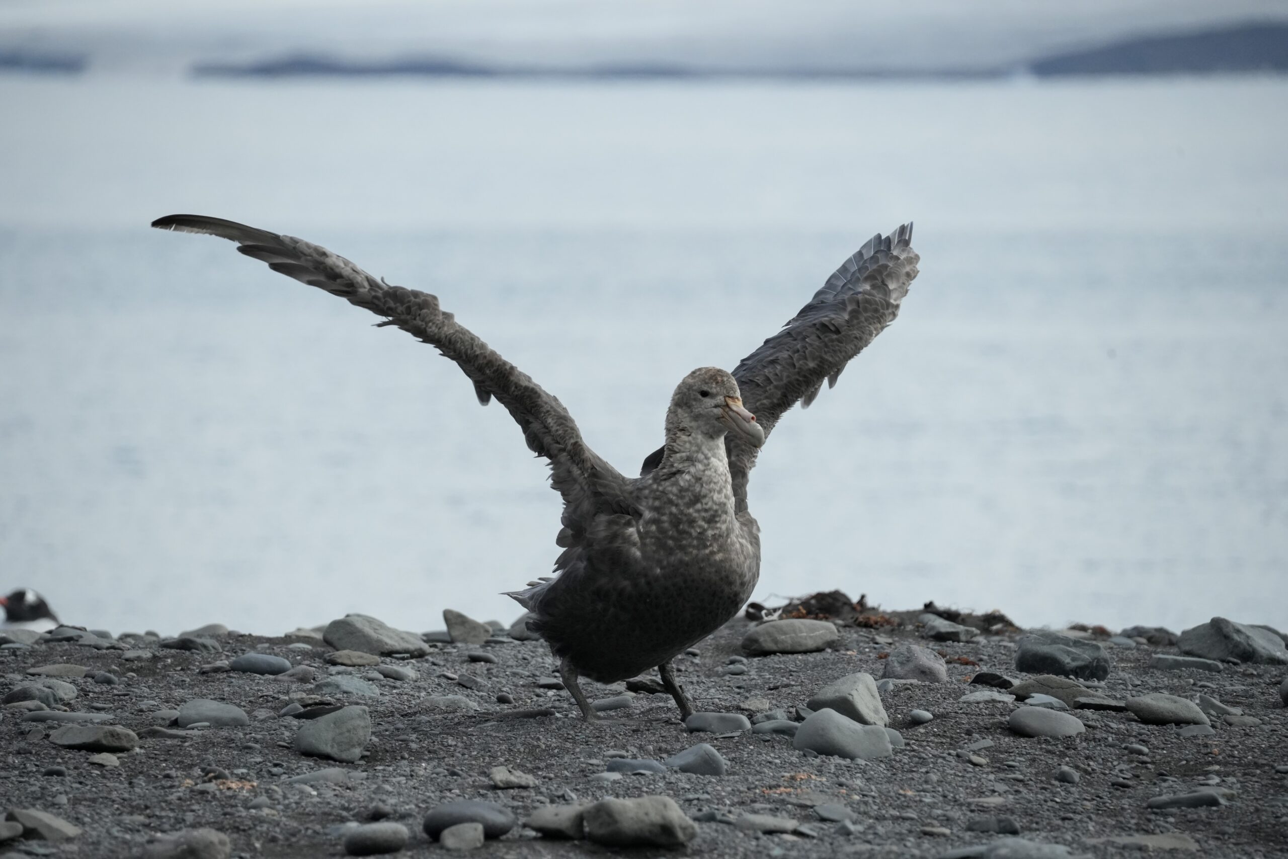A petrel in Antarctica the 7th continent