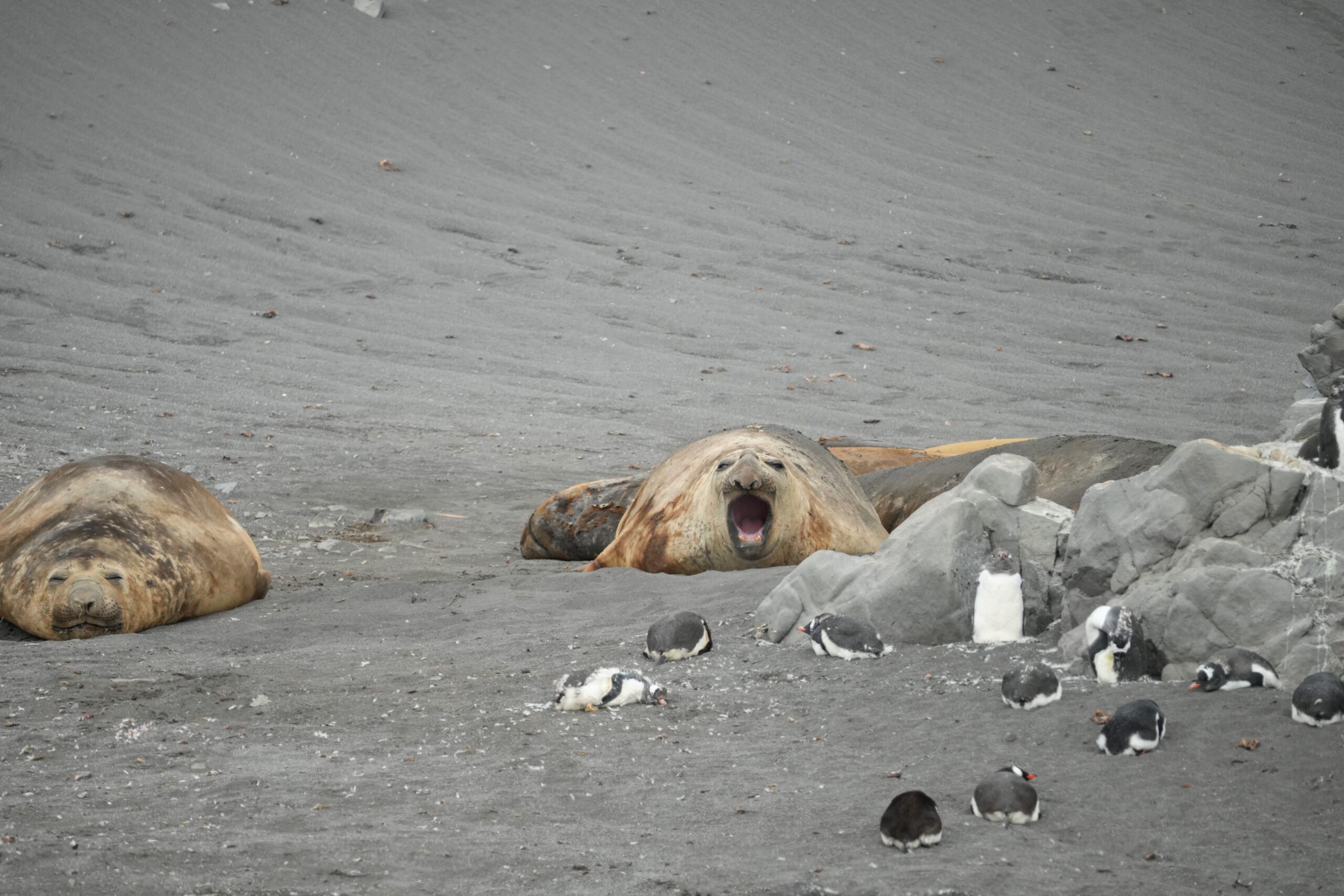 Elephant seals roaring Antarctica the 7th continent