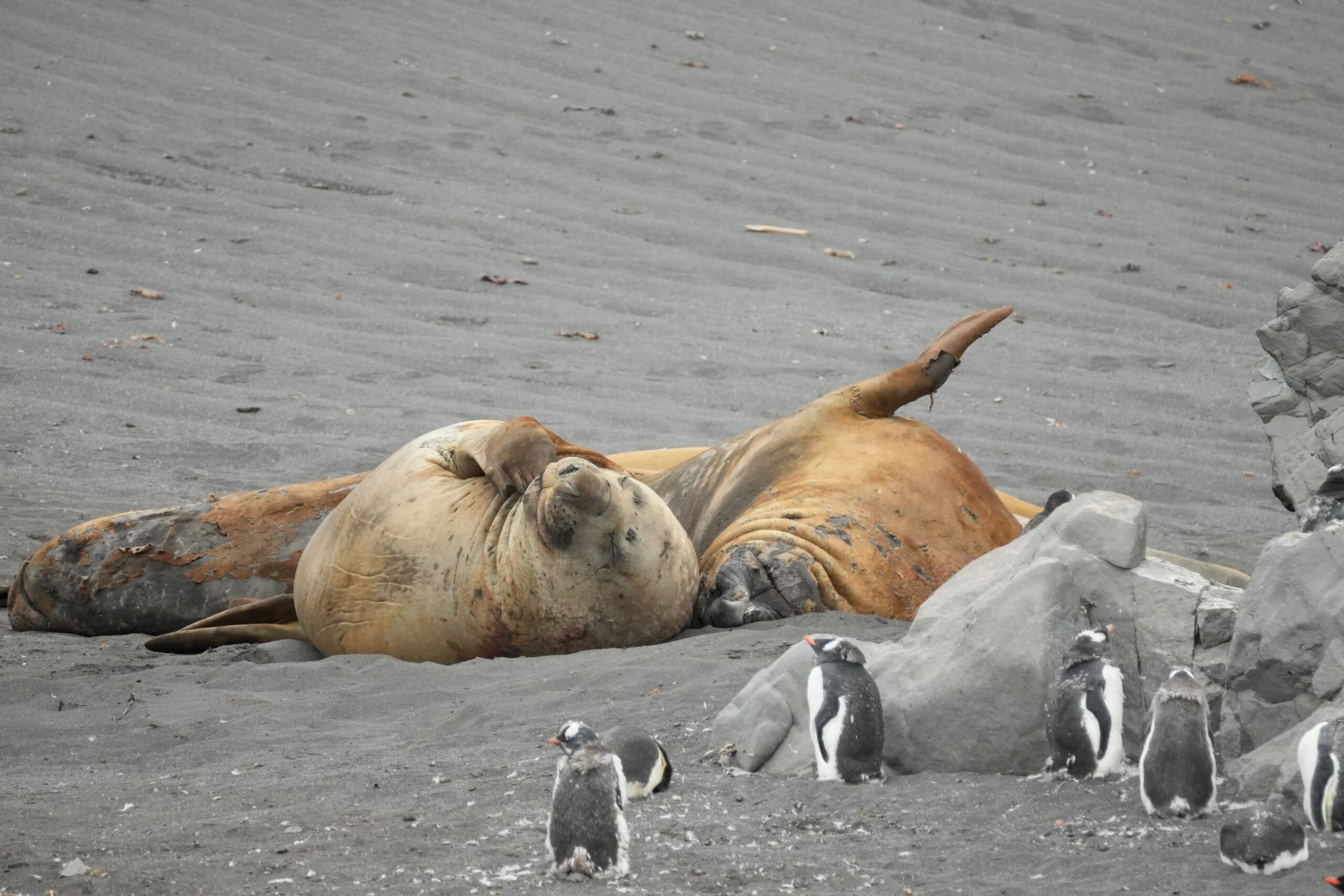 elephant seals Antarctica the 7th continent