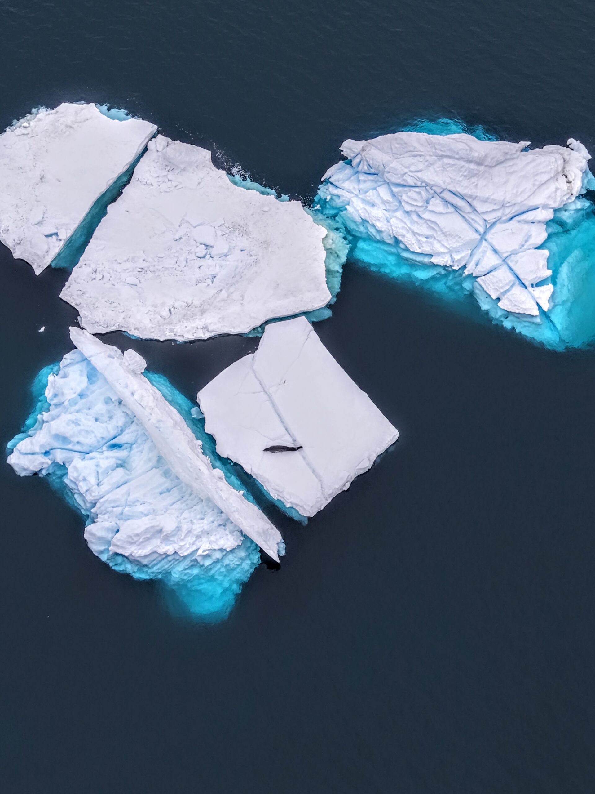 seals on ice from above Antarctica